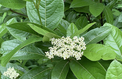 Viburnum, Siebold's