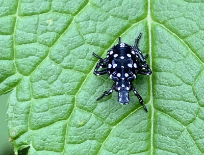 Spotted Lantern Fly (Nymph)