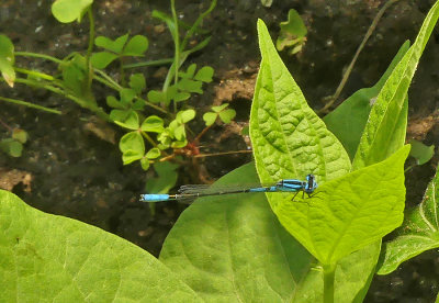 Azure Bluet