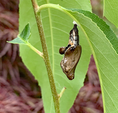 Red Spotted Purple Pupa