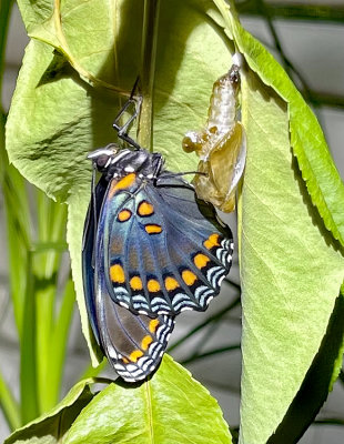 Red-spotted Purple emerging from Pupa