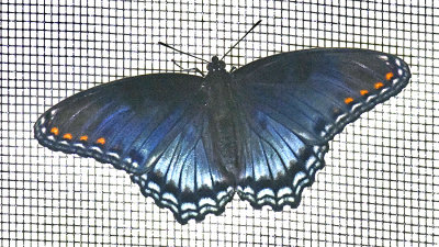 Red spotted Purple