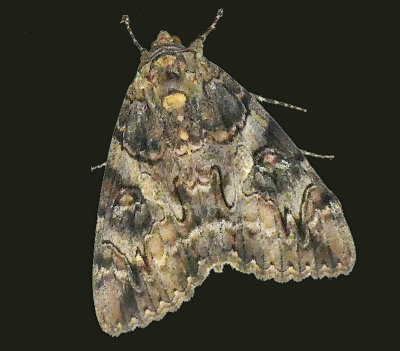 Penitent Underwing Moth (8771)