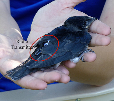 Cokesbury Purple Martin Tagging 2.jpg