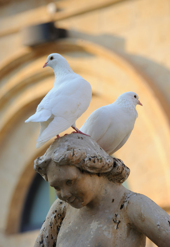Dove (town of Noto)