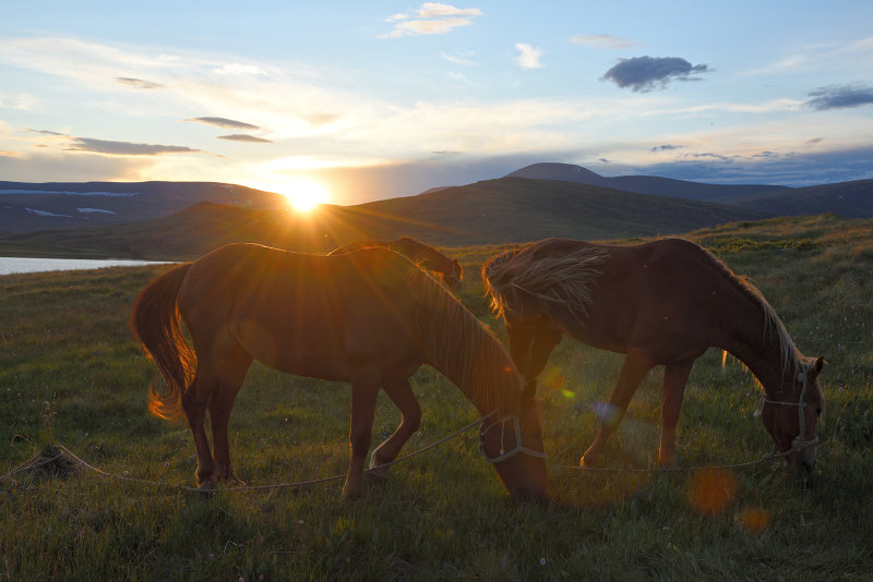 horses on the Ukok plateau