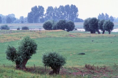 #ROT-0010.jpg