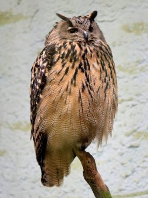 ACV_2798.jpg