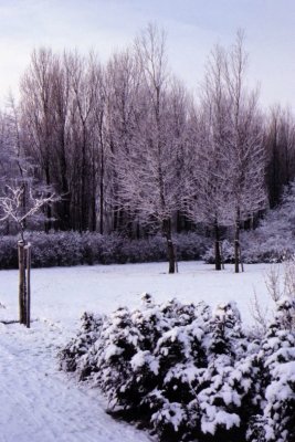 Winter-003