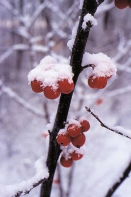 Winter-007