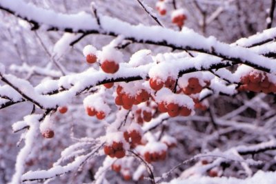 Winter-008