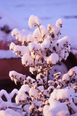 Winter-029