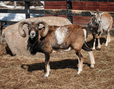 Mouflon d'Amrique