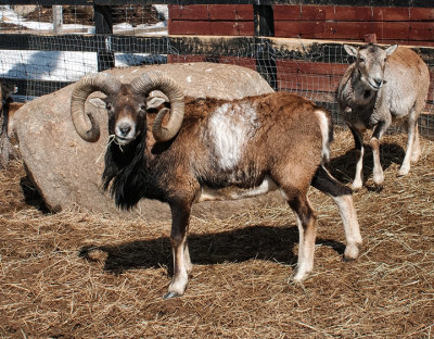 Mouflon dAmrique