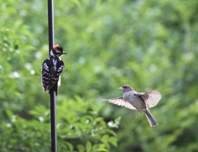 Downy Woodpecker