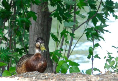 American Black Duck Audubon Lake