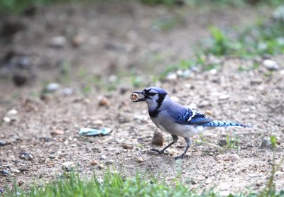  Blue Jay