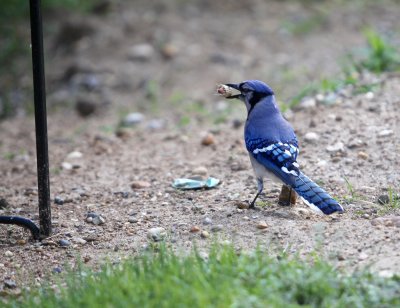 Blue Jay