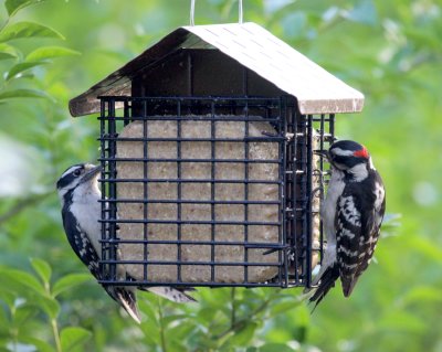 Female and Male Downy Woodpecker