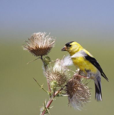 American Goldfinch