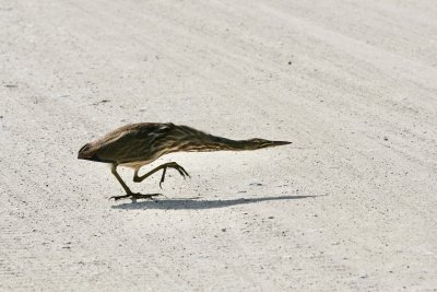 American Bittern