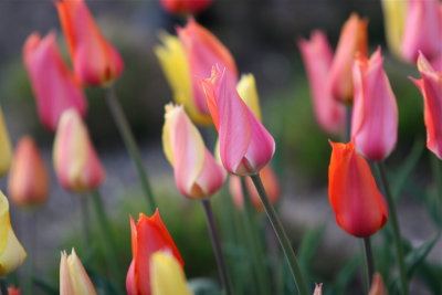 Tulips Cape May