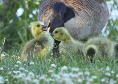 Baby Geese