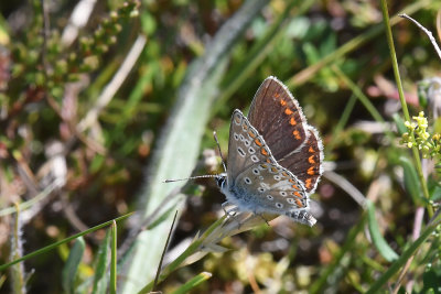 Midsommarblvinge (Aricia artaxerxes)