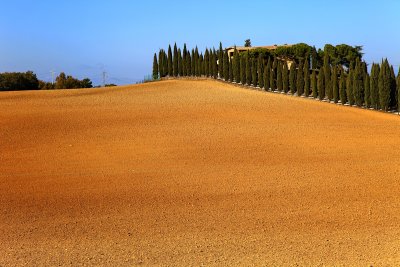 Cypresses on the hill