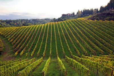 Tuscany/Toscana  - Landscapes (1)