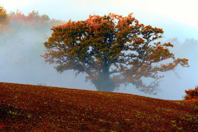 Fall Tree