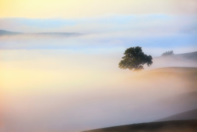 Tree in a misty world