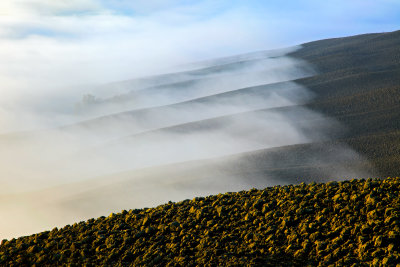 Rolling hills in the ground mist