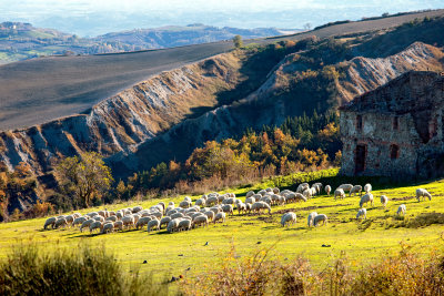Sheep