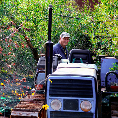 With the tractor in the Olive Yard
