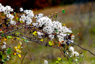 Blossom in fall colours
