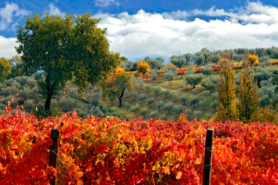 Olive and Vineyard