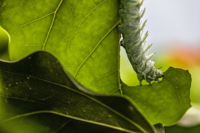 Atlas caterpillar