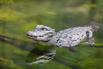 Breedvoorhoofdkrokodil (Dwarf crocodile, Osteolaemus tetraspis)