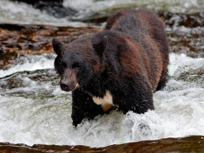 Black Bear at Neets Bay