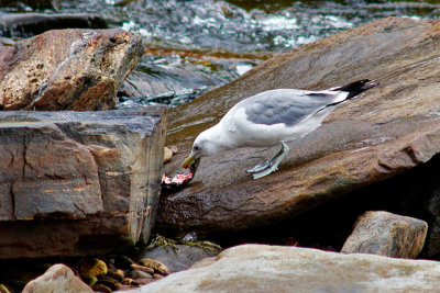Herring Gull, snacking on remains of a fish