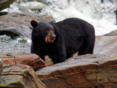 Black Bear at Neets Bay