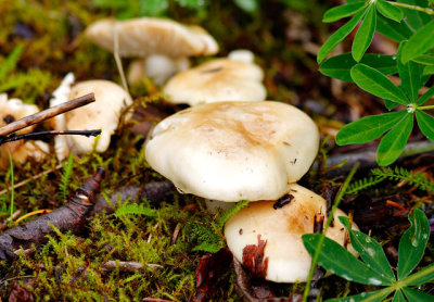 Mushrooms at Mendenhall Glacier