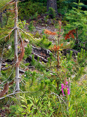 Near Tagish Lake, on the Klondike Highway