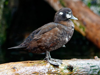 Harlequin Duck