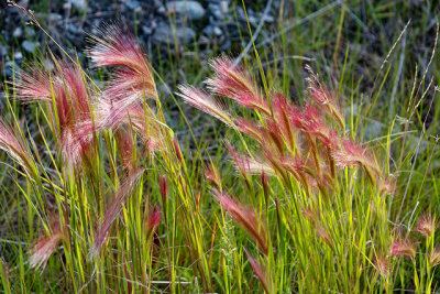 Grasses at the Rainbow Village shopping centre