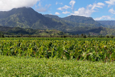 Within Hanalei Valley