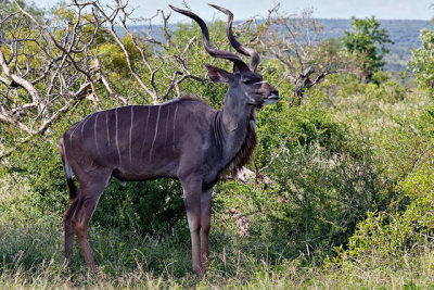 Kudu bull