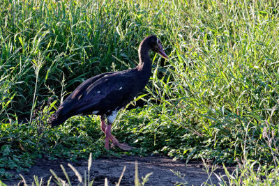 Spur-Wing Goose
