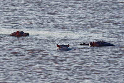 A trio of hippo heads